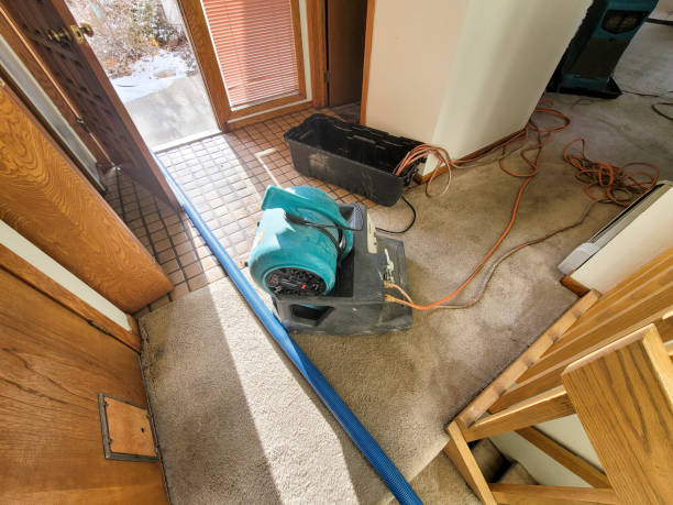 Best Water damage cleanup near me  in Southmayd, TX