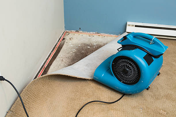 Best Water damage contractors near me  in Southmayd, TX